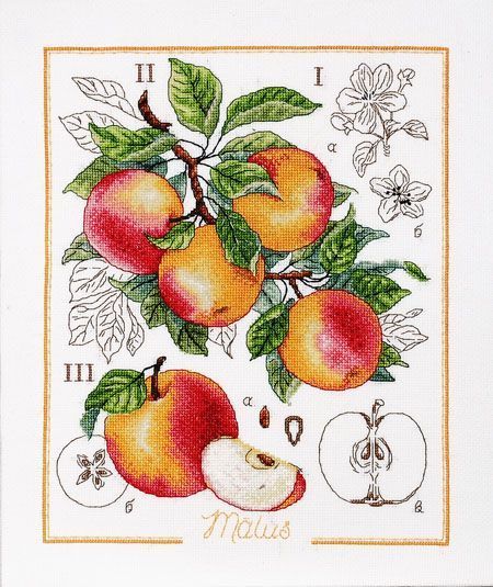Botanical Battle - Apple Counted cross stitch kit 1261A