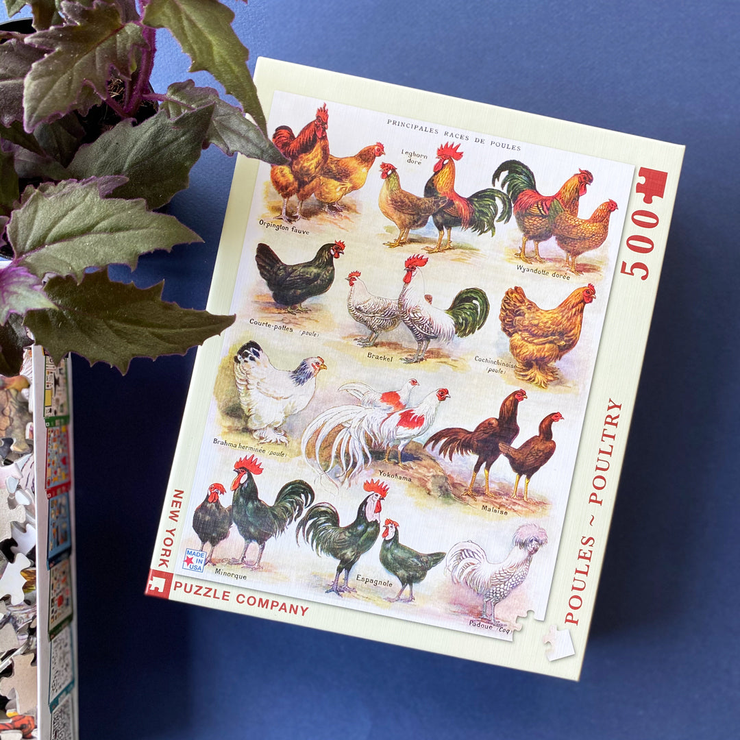 Poules ~ Poultry