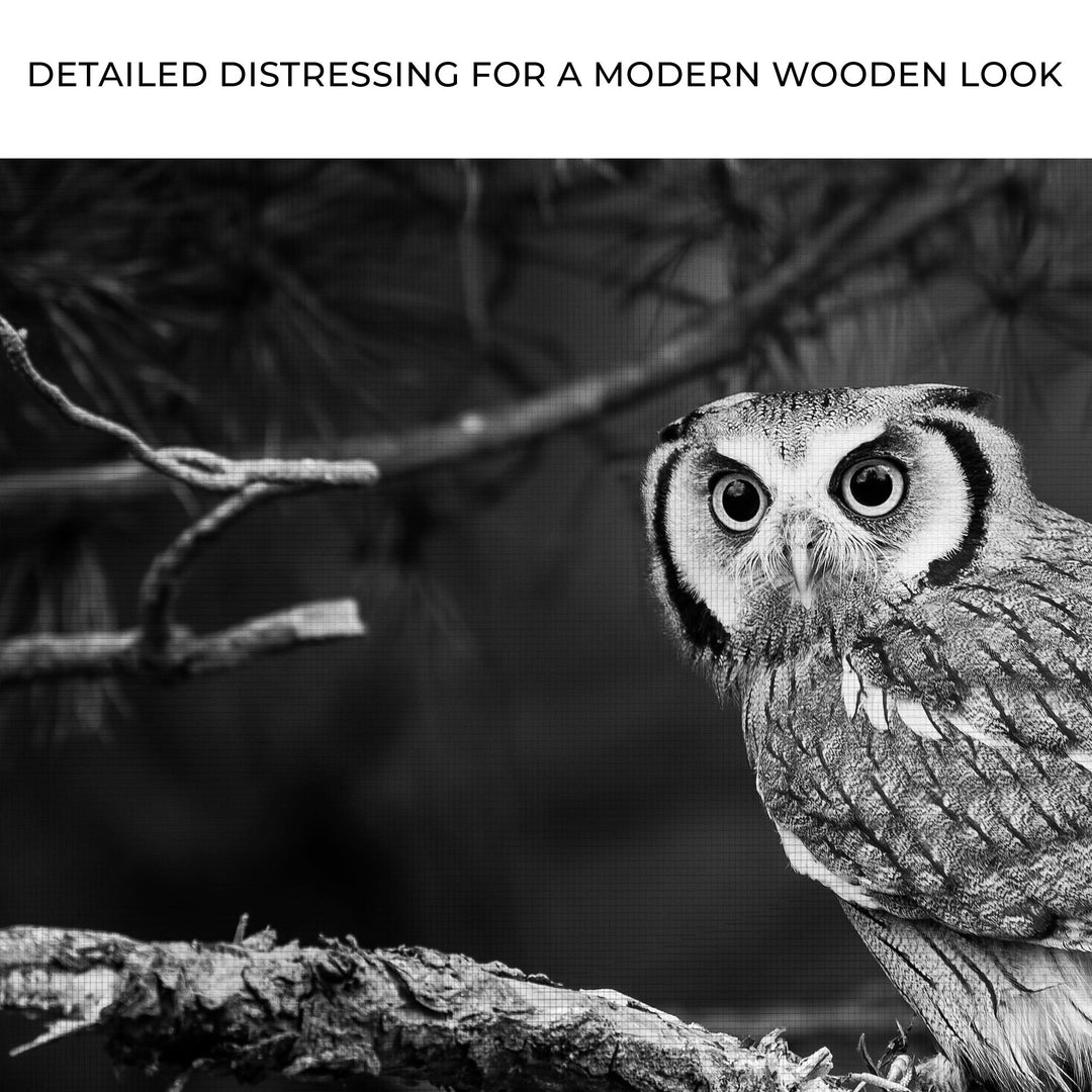 Black And White Owl Canvas Wall Art