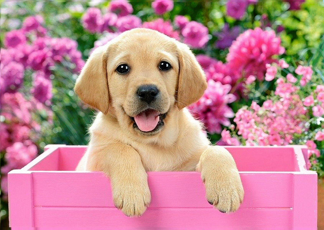 Labrador Puppy in Pink Box CS2414 Crafting Spark Diamond Painting Kit