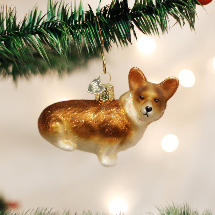 Pembroke Welsh Corgi