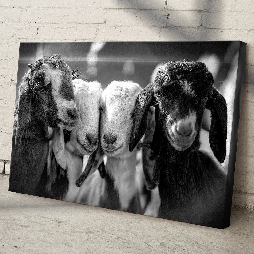 Black And White Baby Goats Canvas Wall Art