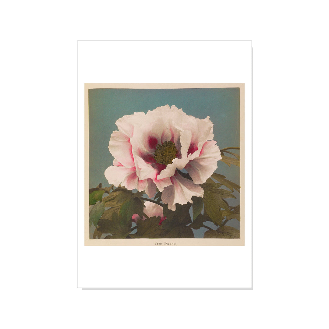 Ogawa - Tree Paeony - Postcard