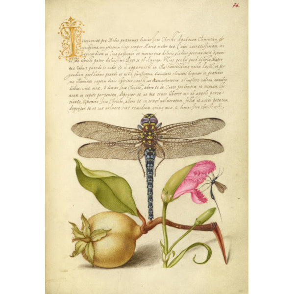Joris Hoefnagel Coasters