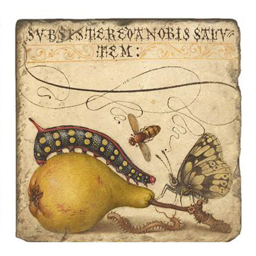 Joris Hoefnagel Magnet