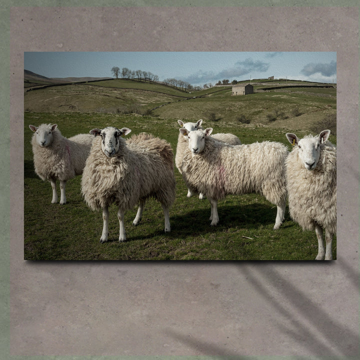 Flock Of Sheep Canvas Wall Art