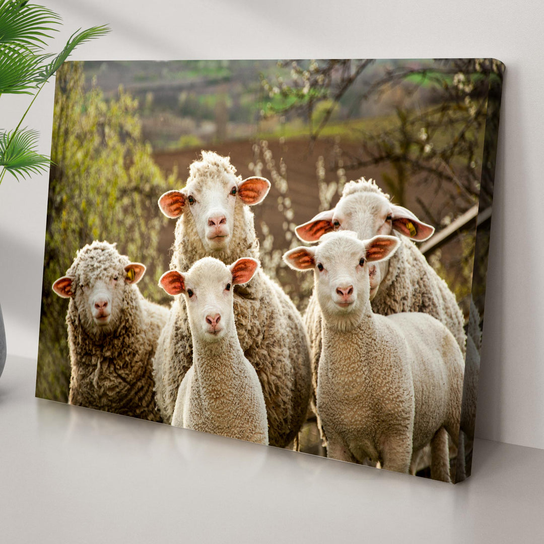 Curious Sheep Canvas Wall Art