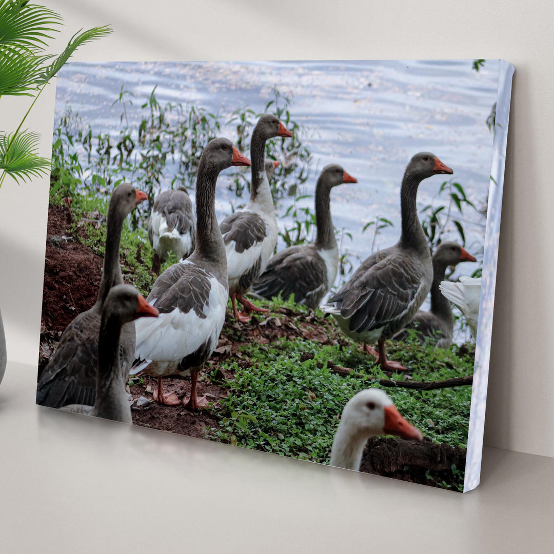 Flock Of Domestic Geese Canvas Wall Art