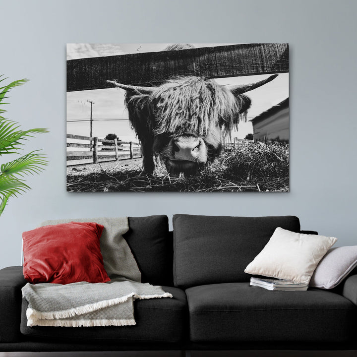 Curious Highland Cattle Monochrome Canvas Wall Art