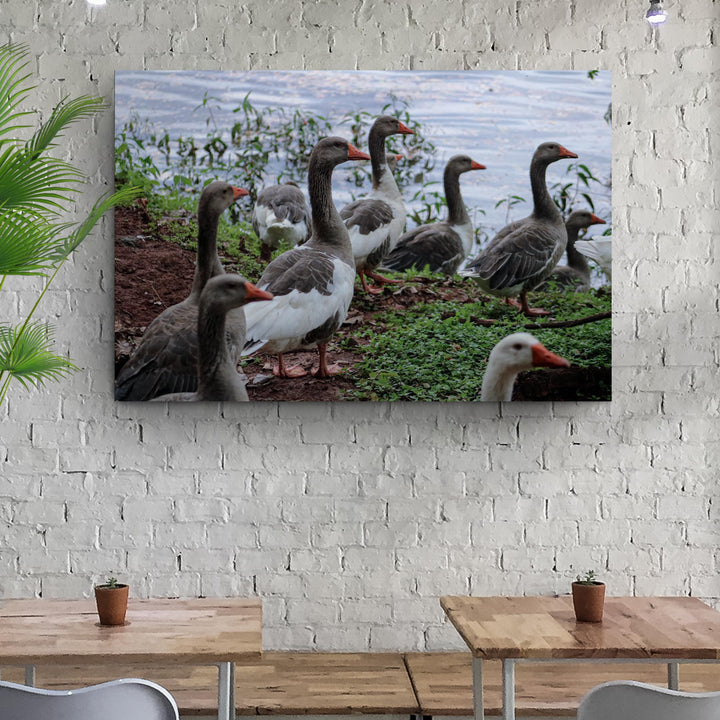 Flock Of Domestic Geese Canvas Wall Art