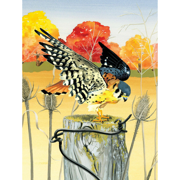 American Kestrel