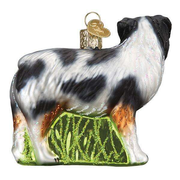Australian Shepherd