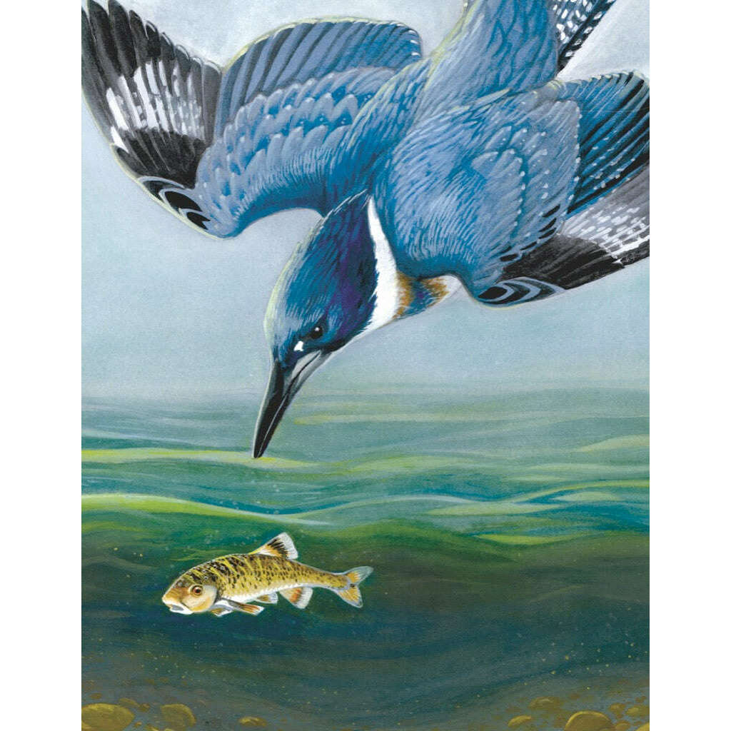 Belted Kingfisher Mini