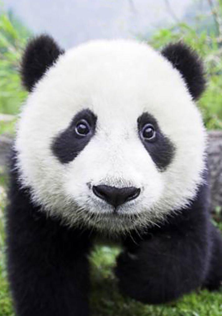 Curious Panda WD074 11.8 x 7.9 inches Wizardi Diamond Painting Kit